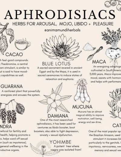 A chart illustrating various herbs labeled as aphrodisiacs, featuring descriptions, botanical drawings, and notes on their potential libido support.
